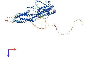 AlphaFold protein structure predicition of Human Recombinant BEST4 Protein, UniprotID Q8NFU0