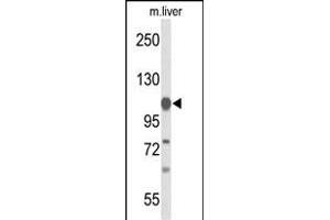 Western blot analysis of GLDC Antibody (N-term) (ABIN653448 and ABIN2842886) in mouse liver tissue lysates (35 μg/lane). (GLDC anticorps  (N-Term))