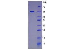 SDS-PAGE analysis of Pig Interferon alpha Protein. (IFNA Protéine)