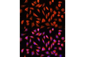 Immunofluorescence analysis of L929 cells using RHOG Rabbit pAb (ABIN7269864) at dilution of 1:100. (RHOG anticorps)