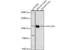 Western blot analysis of extracts of various cell lines, using RALGDS Rabbit pAb (ABIN7269838) at 1:1000 dilution. (RALGDS anticorps)