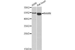 Western blot analysis of extracts of various cell lines, using BAMBI antibody (ABIN5973916) at 1/1000 dilution. (BAMBI anticorps)