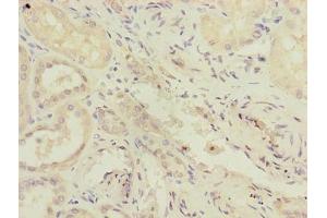 Immunohistochemistry of paraffin-embedded human kidney tissue using ABIN7167348 at dilution of 1:100 (RAB4B anticorps  (AA 2-213))