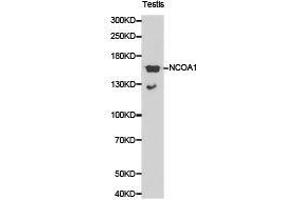 Western Blotting (WB) image for anti-Nuclear Receptor Coactivator 1 (NCOA1) antibody (ABIN1873843)