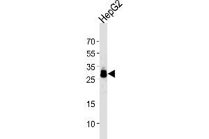 HepG2 Cell lysates, probed with PPT1 (1117CT11. (PPT1 anticorps)