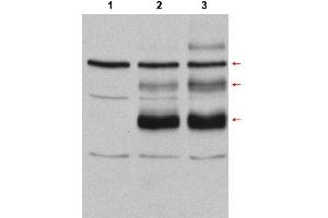 Image no. 1 for anti-V-Myb Myeloblastosis Viral Oncogene Homolog (Avian) (MYB) (Internal Region) antibody (ABIN401455) (MYB anticorps  (Internal Region))