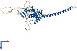 AlphaFold protein structure predicition of Mouse Recombinant Rassf2 Protein, UniprotID Q8BMS9