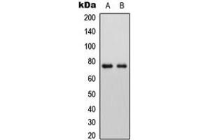 Western blot analysis of ALP expression in HEK293T (A), Raw264.
