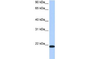 WB Suggested Anti-TMED4 Antibody Titration:  0.