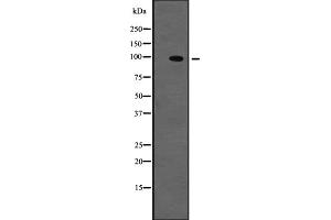 Western blot analysis of TYRO3 expression in NIH3T3 whole cell lysate ;,The lane on the left is treated with the antigen-specific peptide. (TYRO3 anticorps  (C-Term))