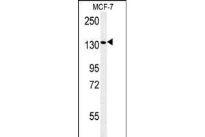 PEX1 Antibody (Center) (ABIN654140 and ABIN2844009) western blot analysis in MCF-7 cell line lysates (35 μg/lane). (PEX1 anticorps  (AA 599-628))