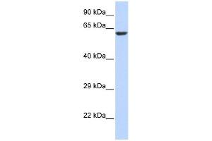 KCNV1 antibody used at 1 ug/ml to detect target protein.