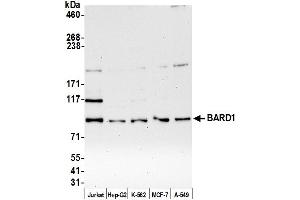 anti-BRCA1 Associated RING Domain 1 (BARD1) (AA 250-300) antibody