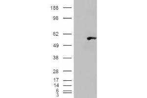 Image no. 2 for anti-WAS/WASL Interacting Protein Family, Member 1 (WIPF1) (C-Term) antibody (ABIN375118) (WIPF1 anticorps  (C-Term))
