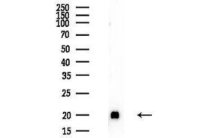 anti-Ribosomal Protein L27a (RPL27A) (C-Term) antibody