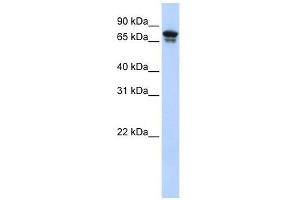 KIF22 antibody used at 1 ug/ml to detect target protein. (KIF22 anticorps  (N-Term))