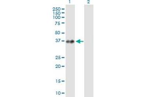 Western Blot analysis of PRPF18 expression in transfected 293T cell line by PRPF18 MaxPab polyclonal antibody. (PRPF18 anticorps  (AA 1-342))