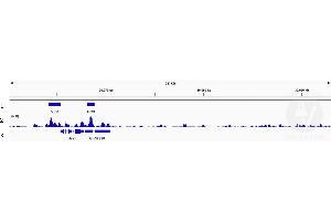Alignment tracks from CUT&RUN targeting ETV4 in mouse fore limb (11.