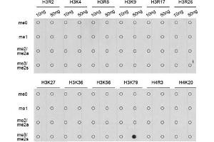 Dot Blot (DB) image for anti-Histone H3 (H3) (H3K79me3) antibody (ABIN1513000) (Histone 3 anticorps  (H3K79me3))