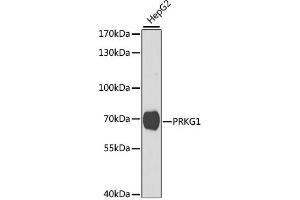 Western blot analysis of extracts of HepG2 cells, using PRKG1 antibody (ABIN3016255, ABIN3016256, ABIN3016257 and ABIN6219669) at 1:1000 dilution. (PRKG1 anticorps  (AA 1-300))