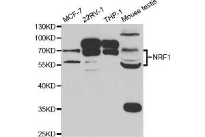 Western Blotting (WB) image for anti-Nuclear Respiratory Factor 1 (NRF1) antibody (ABIN1876727) (NRF1 anticorps)