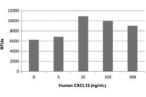 Human T cells were allowed to migrate to human CXCL12 at (0, 5, 20, 100 and 500 ng/mL).