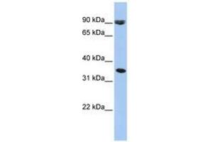 Image no. 1 for anti-Solute Carrier Family 10 (Sodium/bile Acid Cotransporter Family), Member 7 (SLC10A7) (AA 216-265) antibody (ABIN6740841) (SLC10A7 anticorps  (AA 216-265))