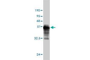 Western Blot detection against Immunogen (44. (Cyclin L1 anticorps  (AA 1-172))