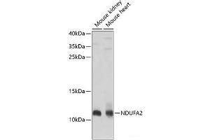 Western blot analysis of extracts of various cell lines using NDUFA2 Polyclonal Antibody at dilution of 1:1000. (NDUFA2 anticorps)
