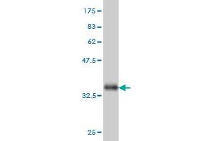 Western Blot detection against Immunogen (33.