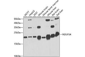Western blot analysis of extracts of various cell lines, using NDUFS4 antibody (ABIN6132404, ABIN6144488, ABIN6144490 and ABIN6217547) at 1:1000 dilution. (NDUFS4 anticorps  (AA 1-175))