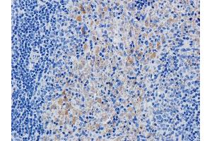 Immunohistochemical staining of rat spleen using anti-IL2R antibody  Formalin fixed rat spleen slices were were stained with  at 5 µg/ml.