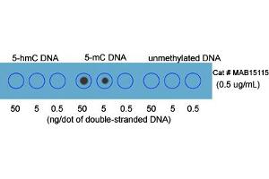 Dot blot analysis of double stranded DNA with 5-methylcytosine (5-mC) monoclonal antibody, clone RM231 . (5-Methylcytosine anticorps)