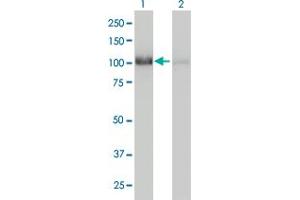 Western Blot analysis of CNOT3 expression in transfected 293T cell line by CNOT3 monoclonal antibody (M01), clone 4B8. (CNOT3 anticorps  (AA 1-100))