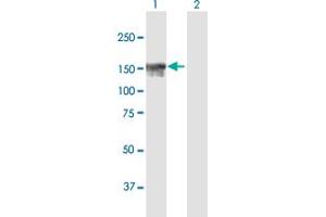 Western Blot analysis of NFKBIL2 expression in transfected 293T cell line by NFKBIL2 MaxPab polyclonal antibody. (NFKBIL2 anticorps  (AA 1-1219))