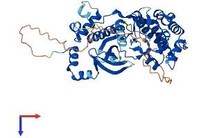 AlphaFold protein structure predicition of Human Recombinant NIM1K Protein, UniprotID Q8IY84