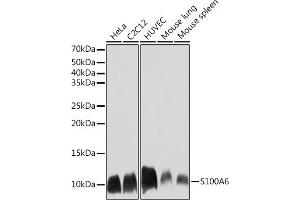 Western blot analysis of extracts of various cell lines, using S100 Rabbit mAb (ABIN7270127) at 1:1000 dilution. (S100A6 anticorps)