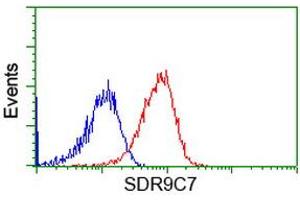 Image no. 1 for anti-Short Chain Dehydrogenase/reductase Family 9C, Member 7 (SDR9C7) antibody (ABIN1500845) (SDR9C7 anticorps)