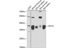 Western blot analysis of extracts of various cell lines, using TCF19 antibody (ABIN6128814, ABIN6148943, ABIN6148944 and ABIN6221752) at 1:1000 dilution. (TCF19 anticorps  (AA 1-290))