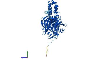 AlphaFold protein structure predicition of Mouse Recombinant Klhl12 Protein, UniprotID Q8BZM0