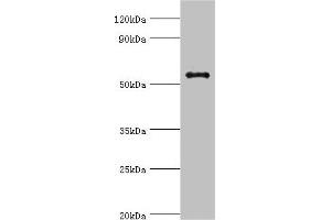 Western blot All lanes: GPS1 antibody at 5 μg/mL + Hela whole cell lysate Secondary Goat polyclonal to rabbit IgG at 1/10000 dilution Predicted band size: 56, 60 kDa Observed band size: 56 kDa (GPS1 anticorps  (AA 222-491))