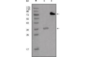 Western Blotting (WB) image for anti-Lipoma-preferred partner (LPP) antibody (ABIN2464077) (LPP anticorps)