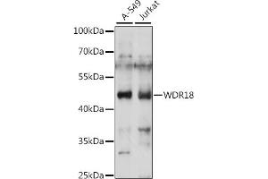 Western blot analysis of extracts of various cell lines, using WDR18 antibody (ABIN7271354) at 1:1000 dilution. (WDR18 anticorps  (AA 243-432))