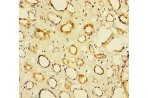 Immunohistochemistry of paraffin-embedded human kidney tissue using ABIN7142846 at dilution of 1:100 (NIP7 anticorps  (AA 1-180))