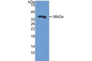 Western blot analysis of recombinant Mouse SIRT4. (SIRT4 anticorps  (AA 26-333))