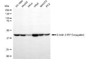 Western blotting analysis using β-Actin (HRP Conjugated) antibody (-HRP, 1:10,000). (beta Actin anticorps  (HRP))