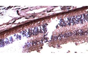 (ABIN570667) (2. (ARR3 anticorps  (C-Term))