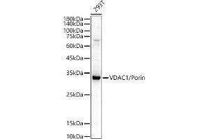 Western blot analysis of extracts of various cell lines, using VD / Porin antibody (ABIN3021130, ABIN3021131, ABIN3021132 and ABIN6213993) at 1:400 dilution.