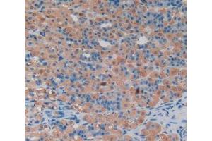 IHC-P analysis of stomach tissue, with DAB staining. (LCN8 anticorps  (AA 25-176))