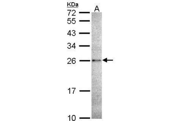 CASP14 anticorps  (C-Term)